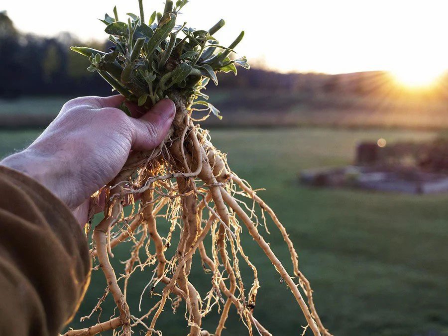 ashwagandha plant